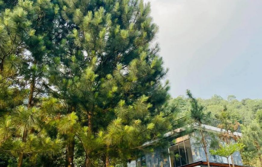 Pine Garden – Sóc Sơn