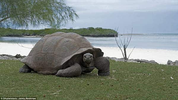 Đảo san hô Aldabra, Seychelles - Ảnh: Shutterstock