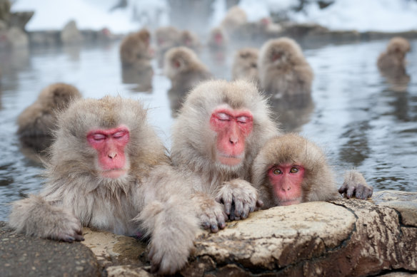 Những chú khỉ tuyết nổi tiếng của Nagano tận hưởng mùa đông ở Nhật Bản.